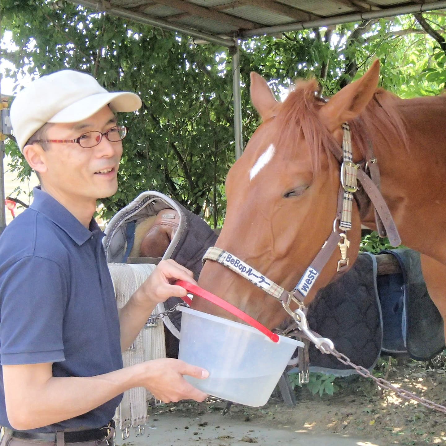 水を飲む馬
